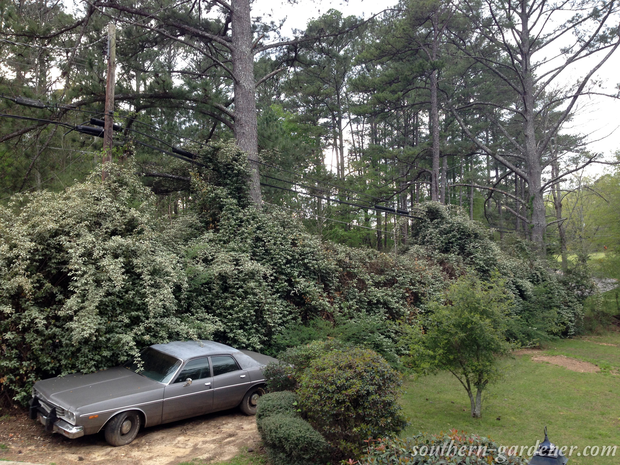 Silverberry - planting, pruning, and how to care for this evergreen berry