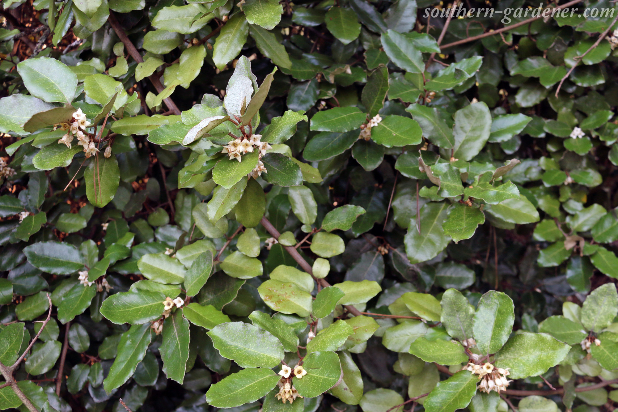 Elaeagnus (Silverberry) Flowers