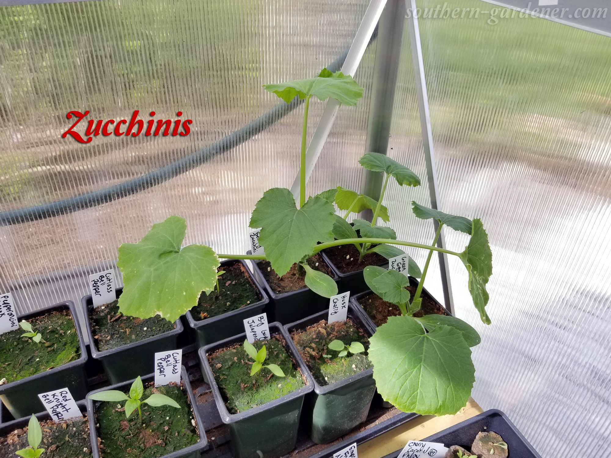 zucchini plants in greenhouse