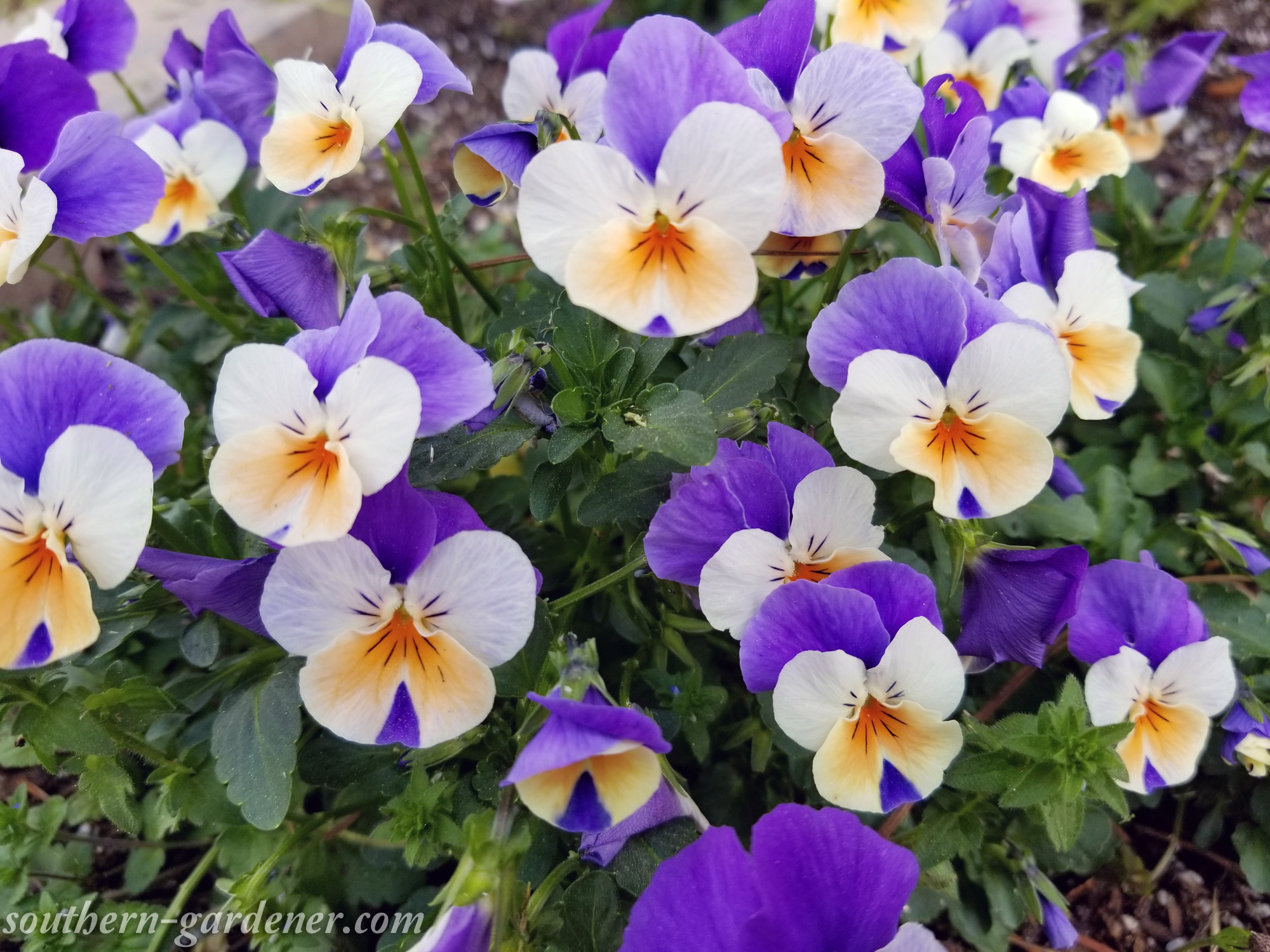 gorgeous viola flowers