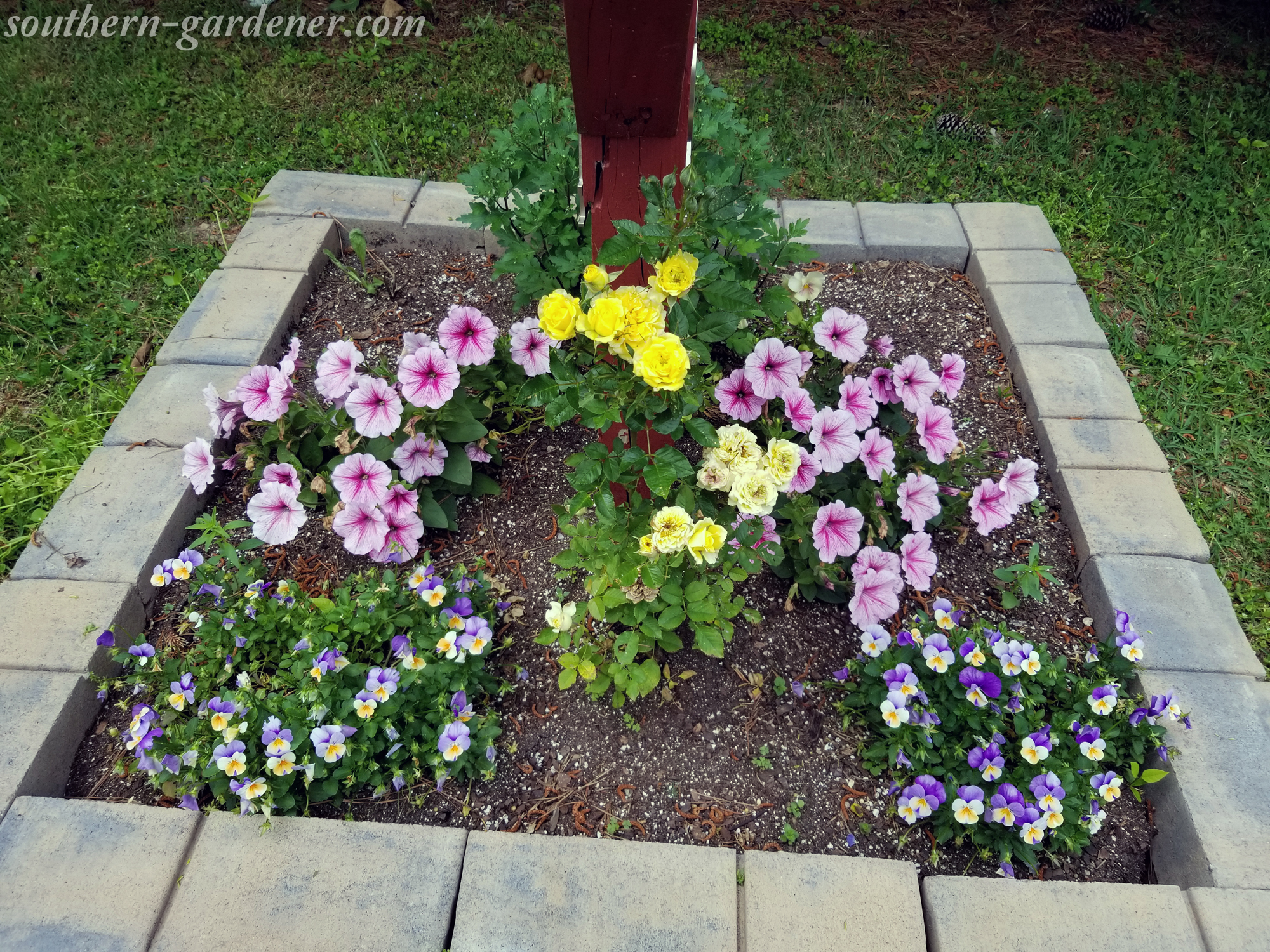 mailbox landscaping: violas, petunias, miniature rose bush, osteospermum