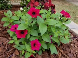 Tidal Wave Red Velour Petunias