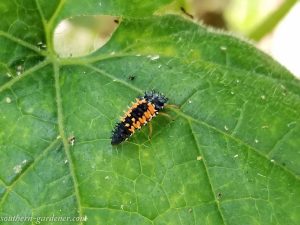 ladybug larvae