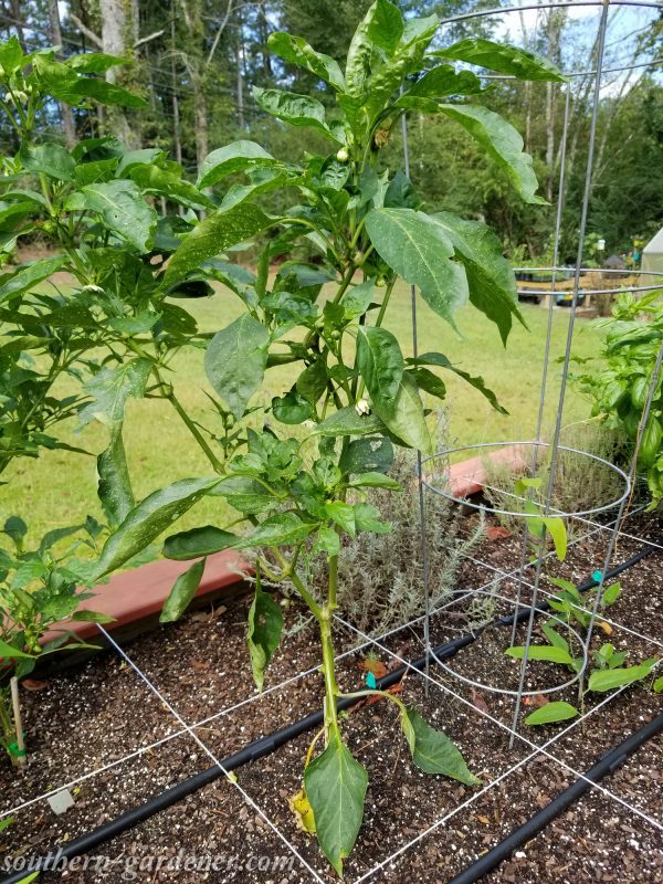 Alabama Veggie Garden in September – Southern Gardener