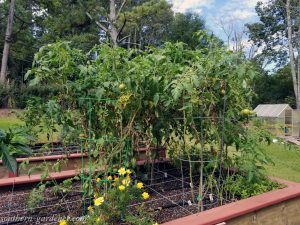 Alabama Veggie Garden in September – Southern Gardener