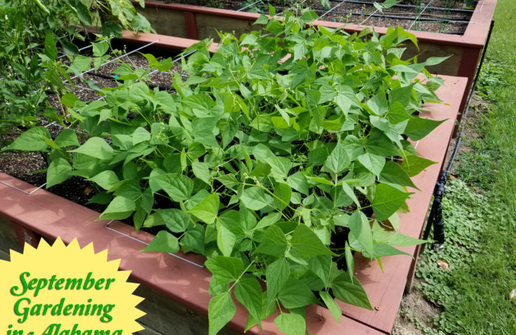 September Vegetable Gardening in Alabama