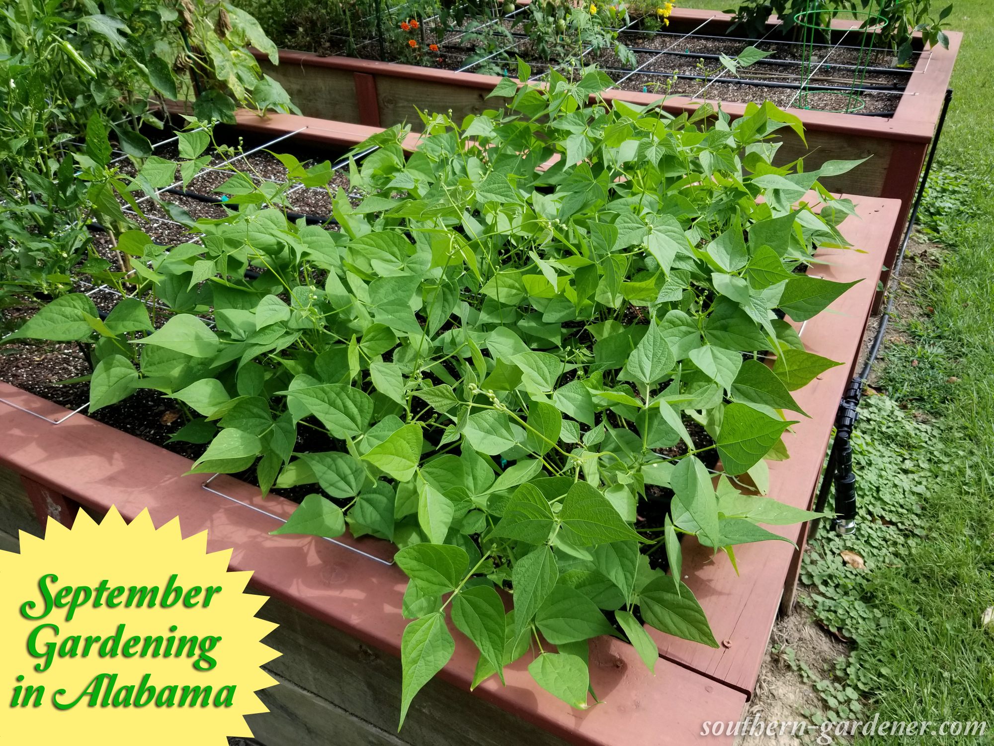September Vegetable Gardening in Alabama