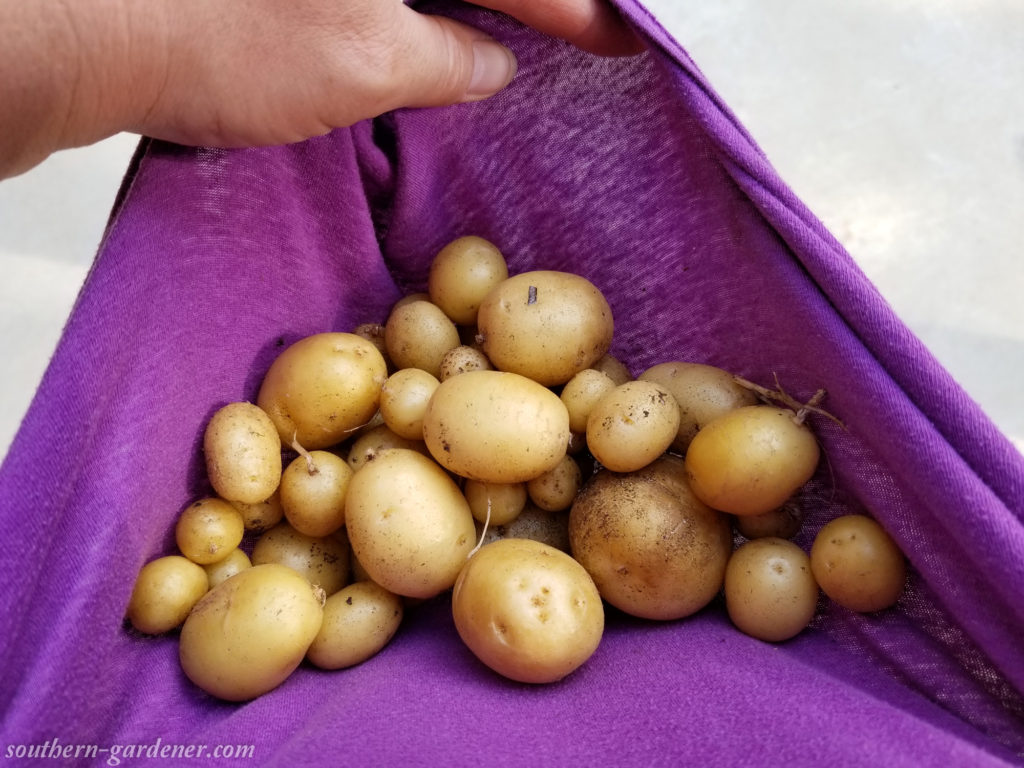 small potato harvest