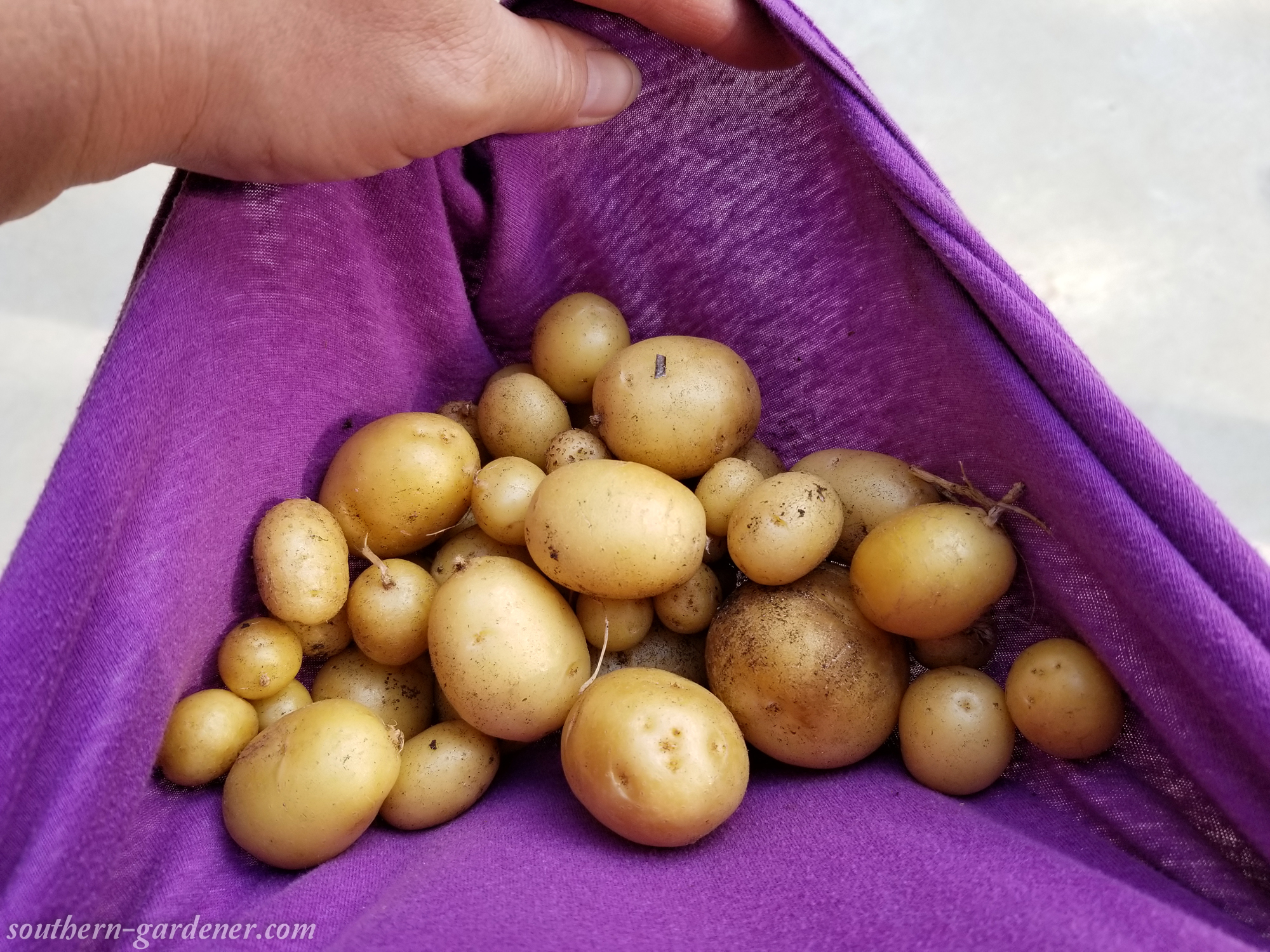 Growing Potatoes in Grow Bags – Southern Gardener