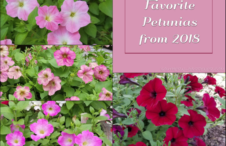 Favorite Petunias from 2018