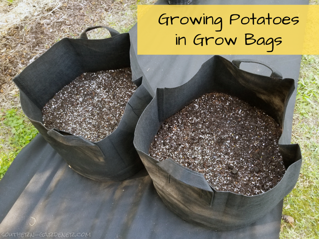 growing-potatoes-in-grow-bags-the-southern-gardener