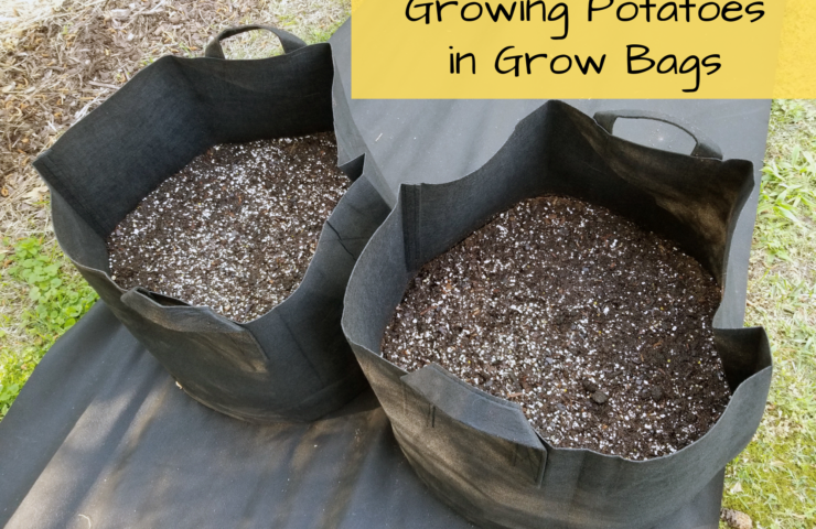 Growing Potatoes in Grow Bags