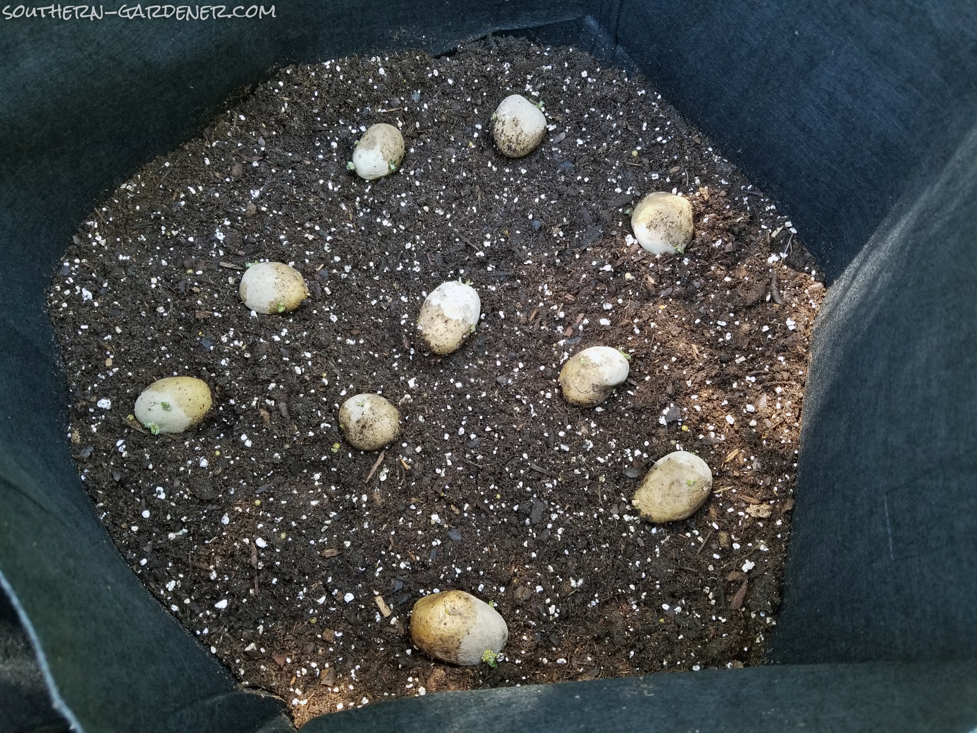 Growing Potatoes in Grow Bags – Southern Gardener