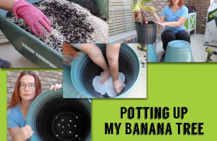 potting up my banana tree