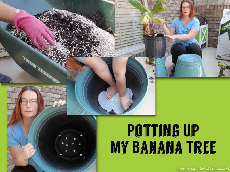 potting up my banana tree