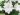 Balloon Flower – Astra Double White