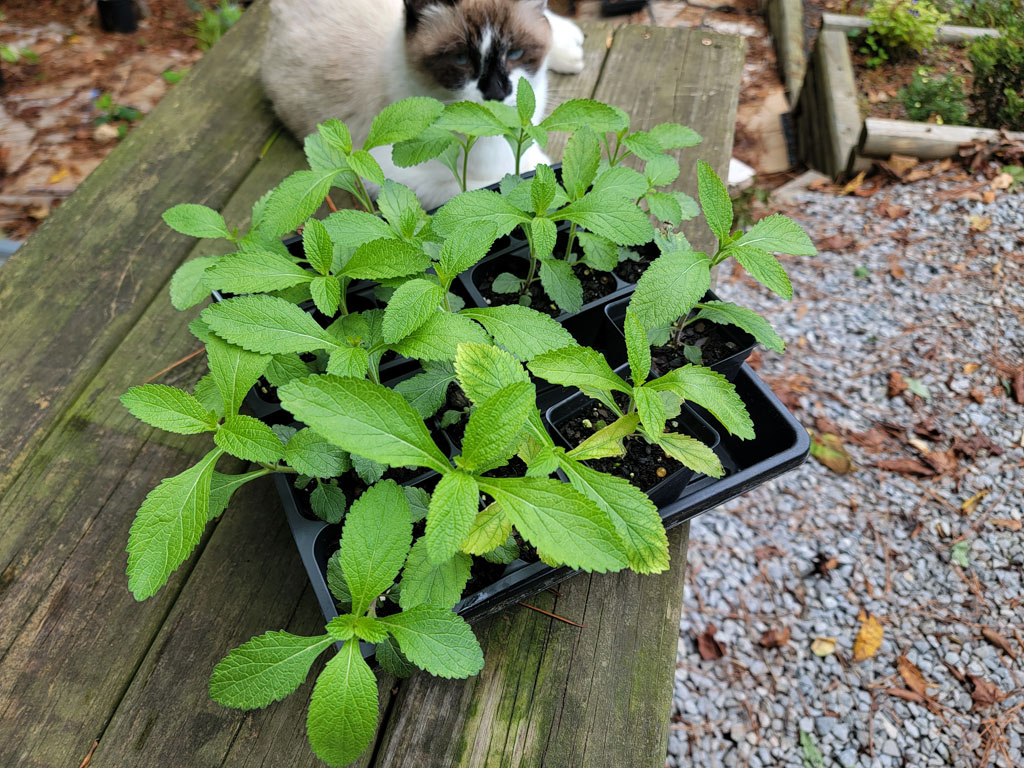 Verbena bonariensis From Seed