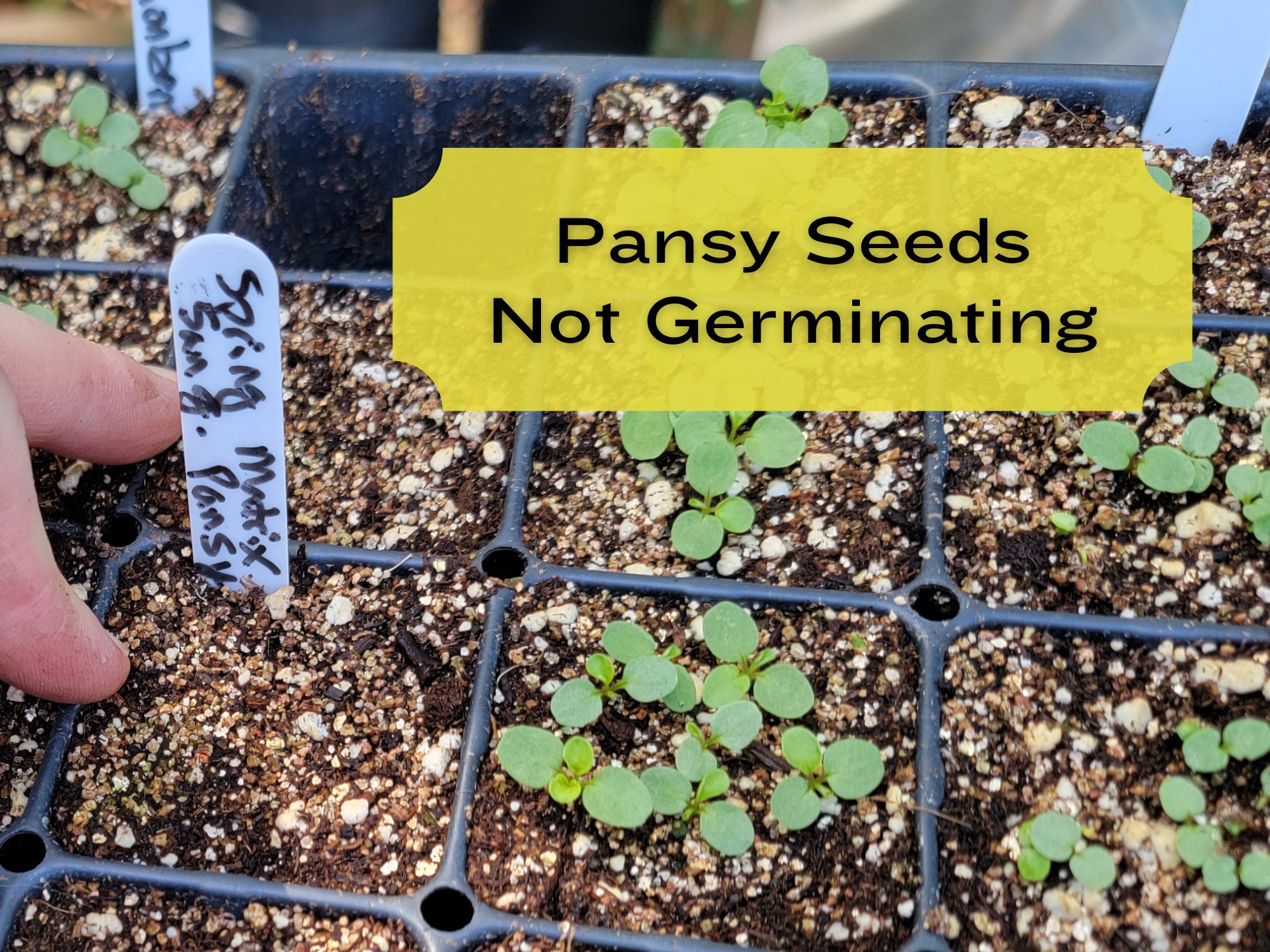 Pansy Seeds Not Germinating Southern Gardener pansy-seeds-not-germinating-southern-gardener