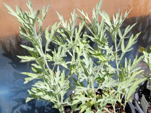 Artemisia - Silver King