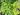 Columbine – Leprechaun Gold (5)