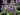 Catmint – Blue Dreams 1