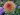 Cherish dahlia tuber