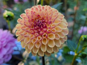 Dahlia Tuber - Cherish