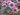 Chrysanthemum – Pink Fleece