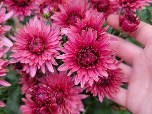 Chrysanthemum - Royal Glamour