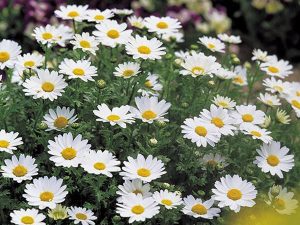 Chrysanthemum - Snowland 6-Pack