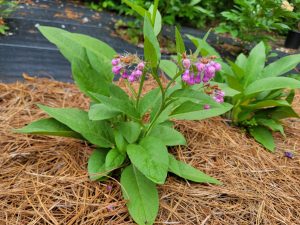 Comfrey