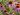 Coneflower – Purple 1