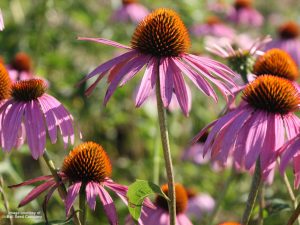 Coneflower (Echinacea) - Purple