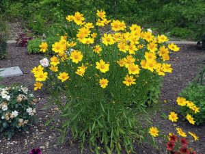 Coreopsis - Lanceleaf