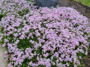 Phlox, Creeping - Candy Stripe