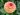 Ferncliff Spice dahlia tuber