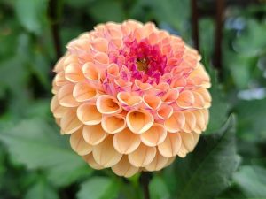 Dahlia Tuber - Ferncliff Spice