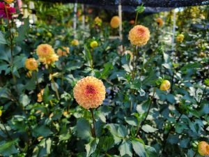 Dahlias