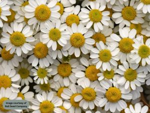 Feverfew - Vegmo Single
