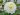 Gitt’s Attention dahlia tuber