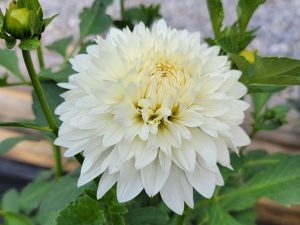 Dahlia Tuber - Gitt's Attention