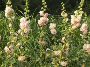 Hollyhock - Peaches N Dreams