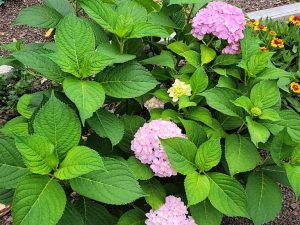 Perennials