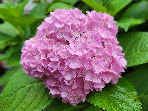 Hydrangea - Big Leaf