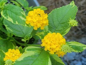 Lantana - Samantha