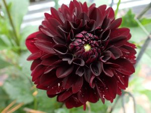 Dahlia Tuber - Lights Out