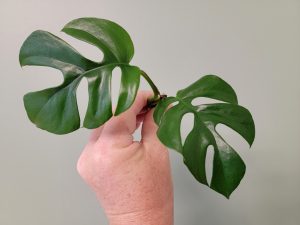 Monstera Minima Rooted Cuttings