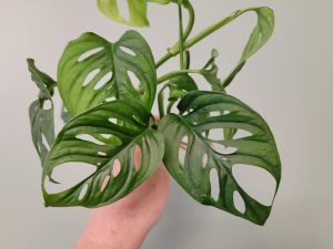 Monstera adansonii (Adanson's monstera) Rooted Cuttings