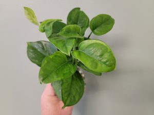 Pothos Emerald Rooted Cuttings