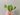 Pothos Global Green (1)